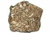 Fossil Freshwater Snails (Elimia) In Limestone - Wyoming #327017-2